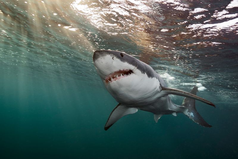 Shark