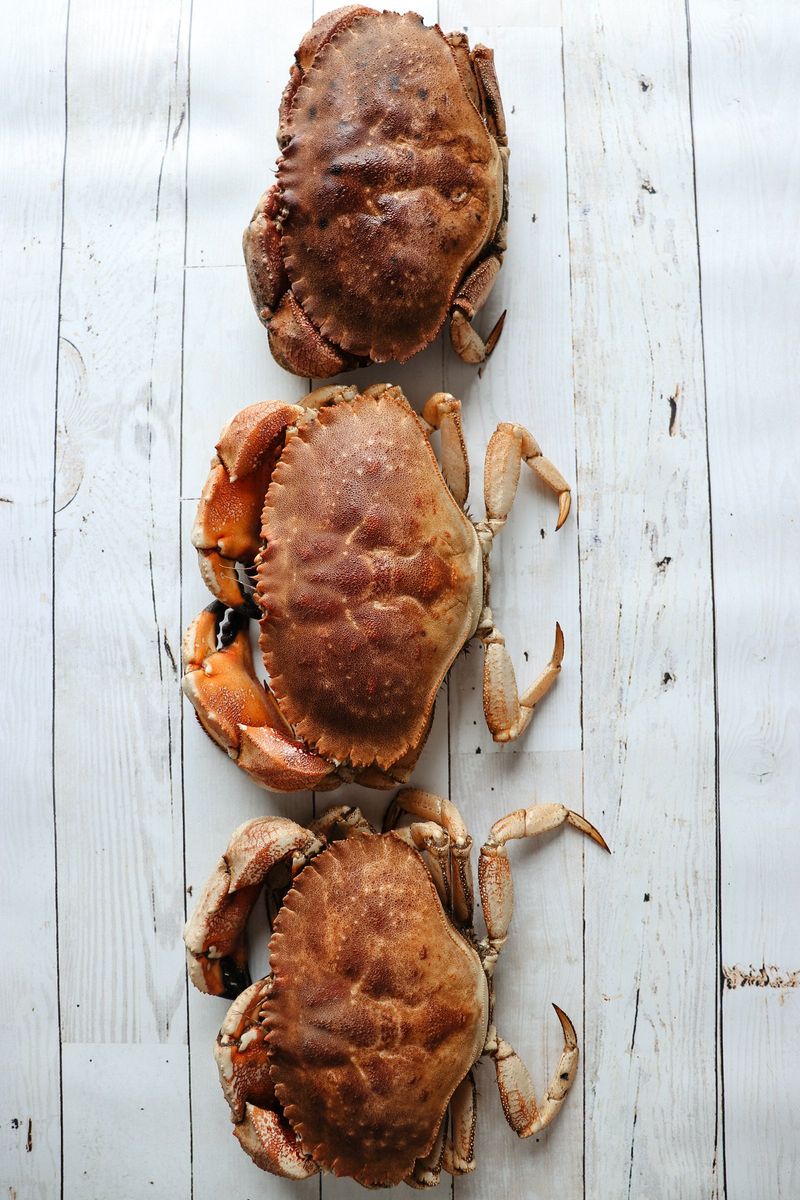 Atlantic Rock Crab