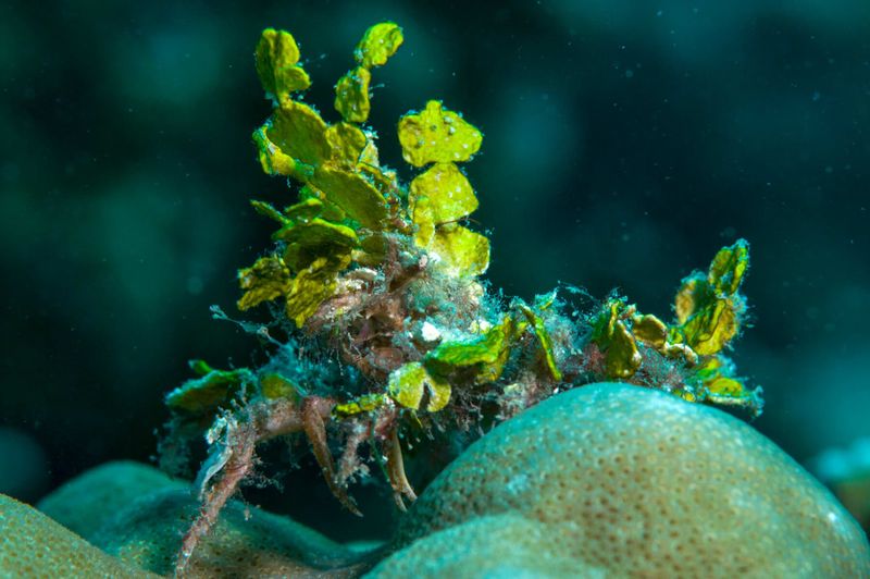 Decorator Crab (Tide Pool Species)