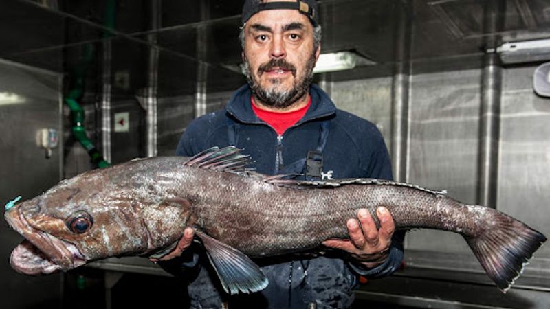 Chilean Sea Bass