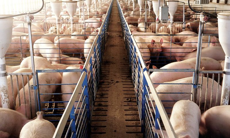 Ractopamine-Pork