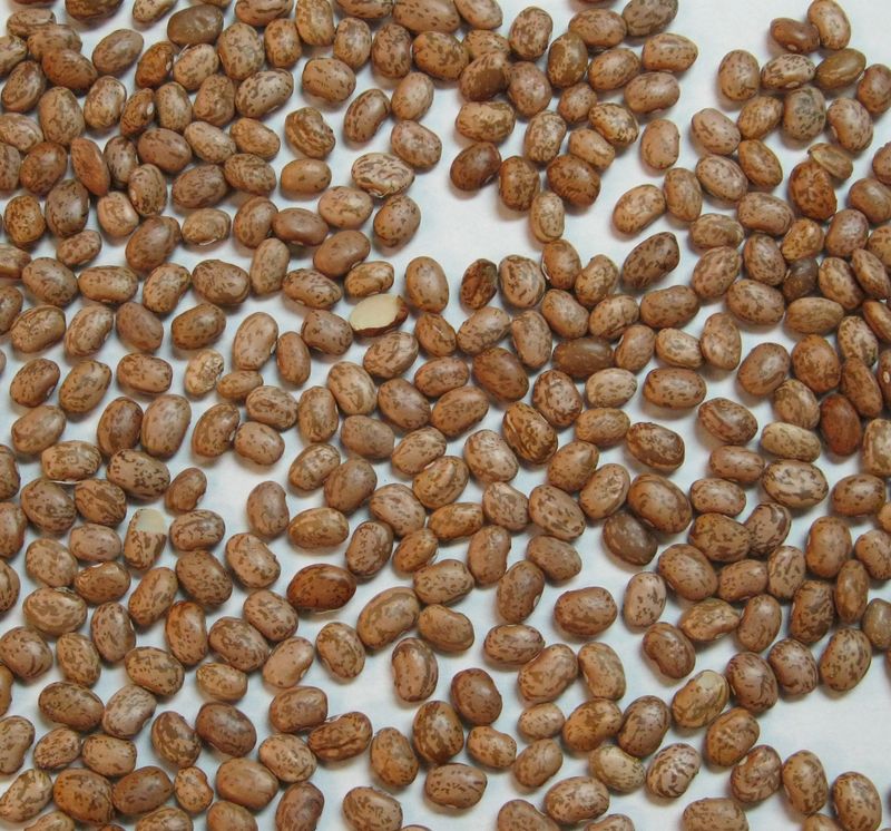 Beans (Black, Pinto, Navy)