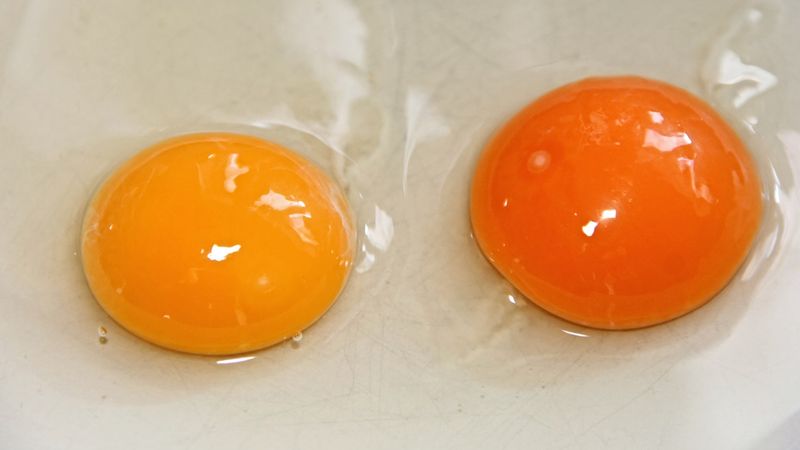 The Yolks Are Big and Bold