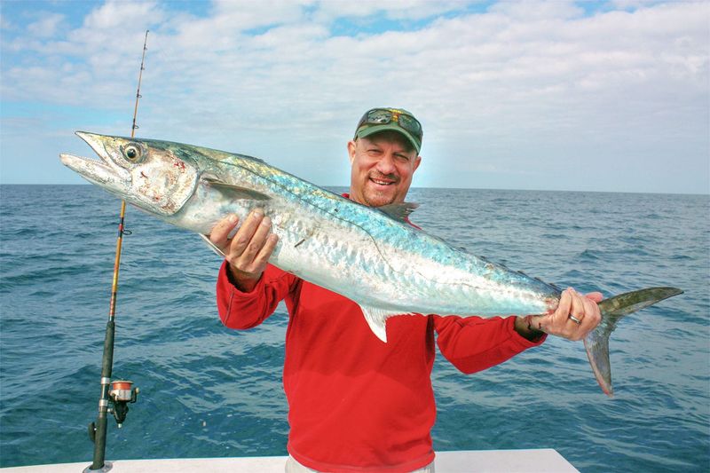King Mackerel