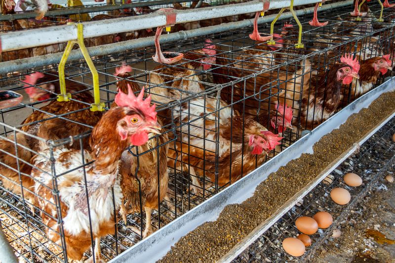 Farmed Chicken with Arsenic Additives