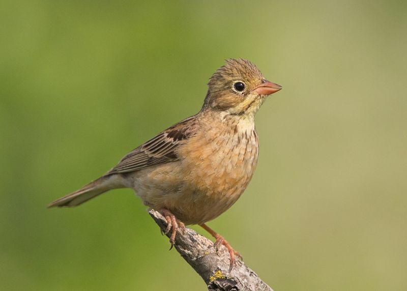 Ortolan