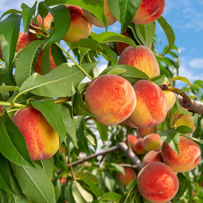 Peaches