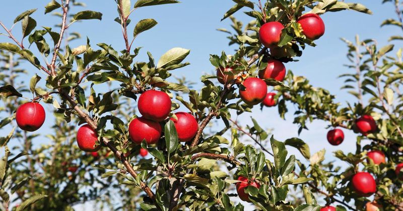 Alar-Treated Apples