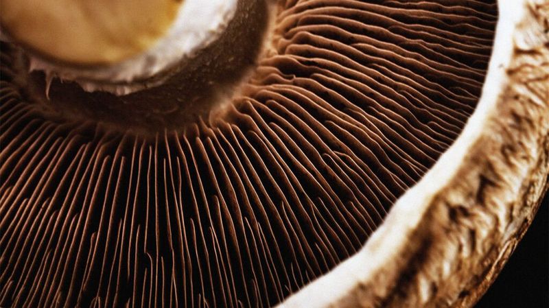 Mushrooms