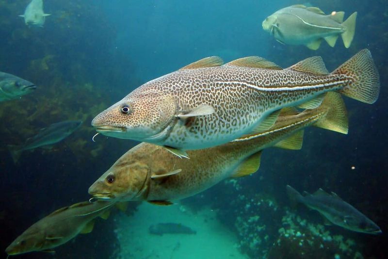 Atlantic Cod