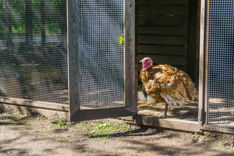 You Can Raise Turkeys for Eggs