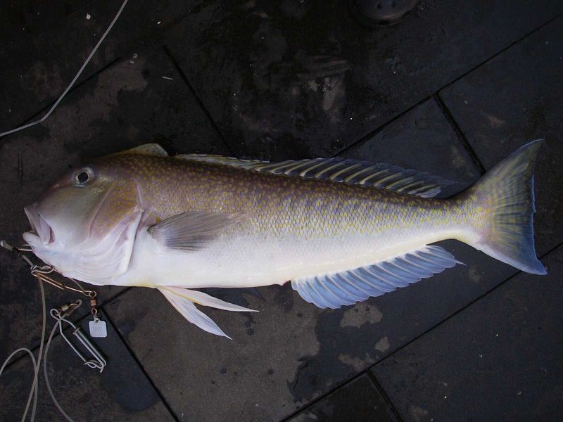 Tilefish (Gulf of Mexico)