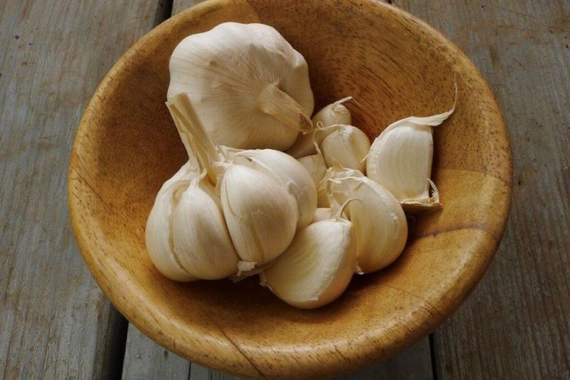 Garlic