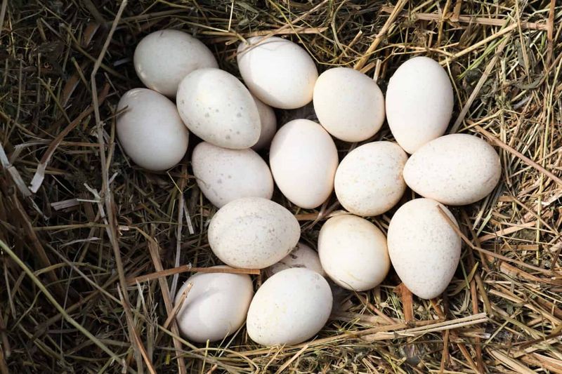 They’re a Farmer’s Market Rarity