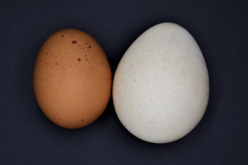 One Egg = Two Chicken Eggs