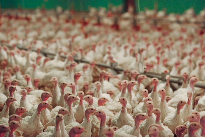 Most Turkeys Are Raised for Meat