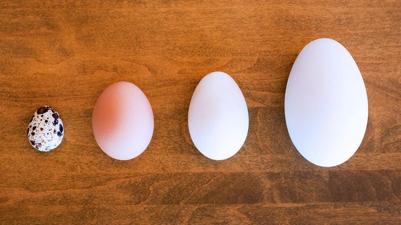 They Have More Nutrients per Egg