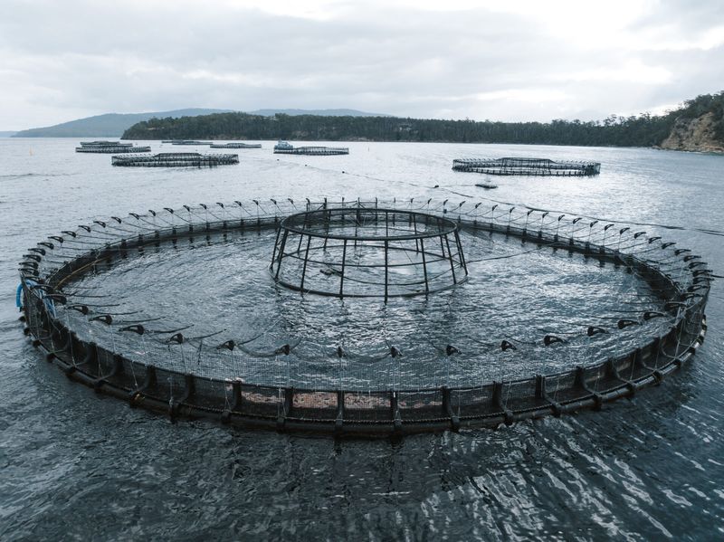 Atlantic Salmon (Farm-Raised)