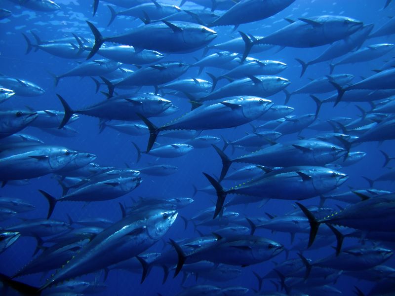 Bluefin Tuna
