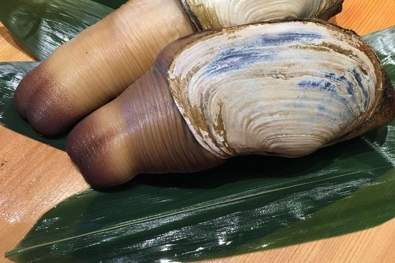 Washington: Geoduck