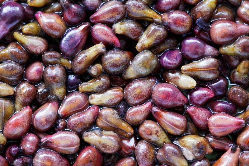 Grape Seeds (Extract or Whole)