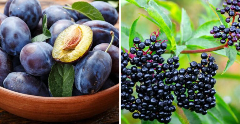 19 Best Stone Fruits For A Healthier You According To Dietitians