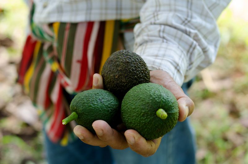 Avocados