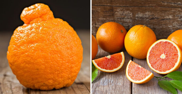 6 Citrus Fruits That Confuse and 5 New Favorites You’ll Be Glad You Met