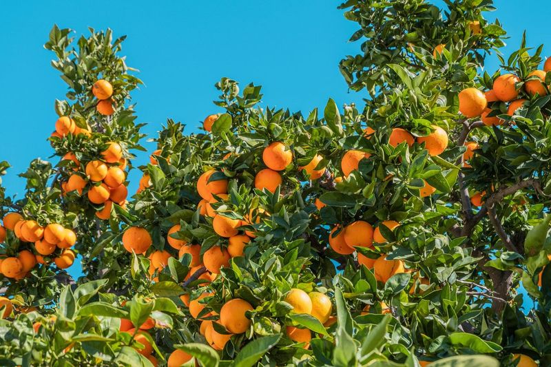 Oranges (Especially from Florida)
