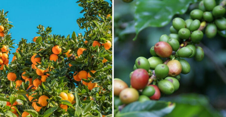 9 Common Foods Disappearing Fast and 5 Tariff Targets Vanishing From Shelves