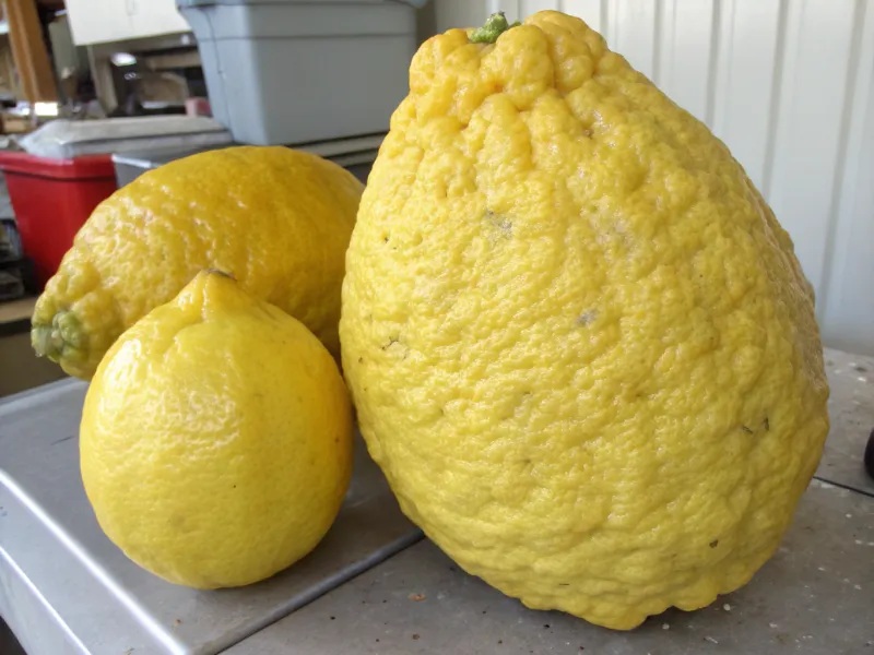 Ponderosa Lemon