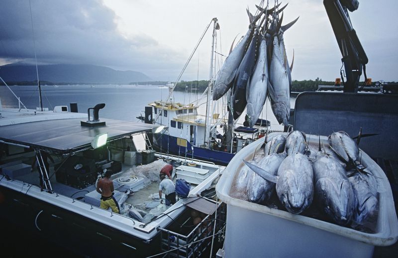 Tuna