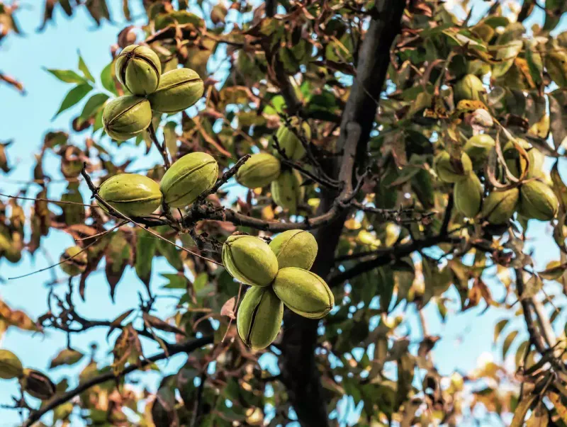 Pecans