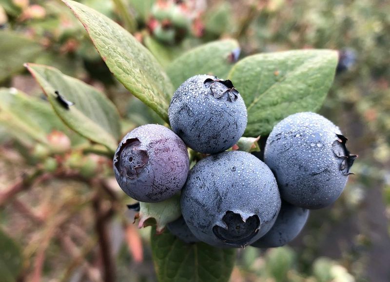 Look for Natural Bloom (Blueberries & Grapes)