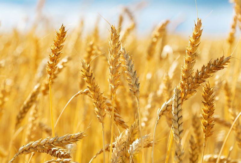 Wheat