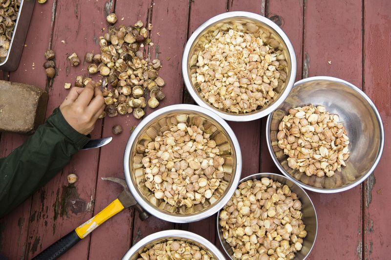 Acorn Mush