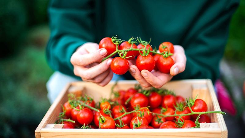 Tomatoes