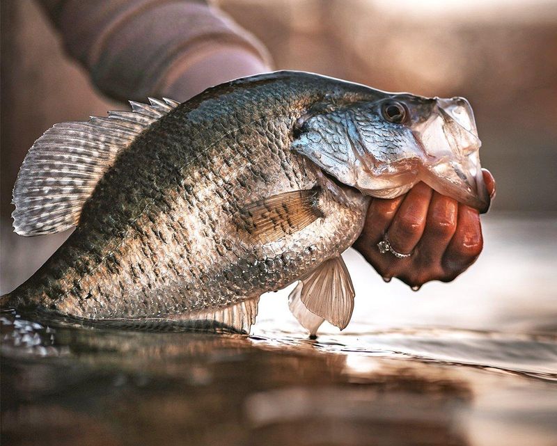 Crappie (South & Midwest Lakes)
