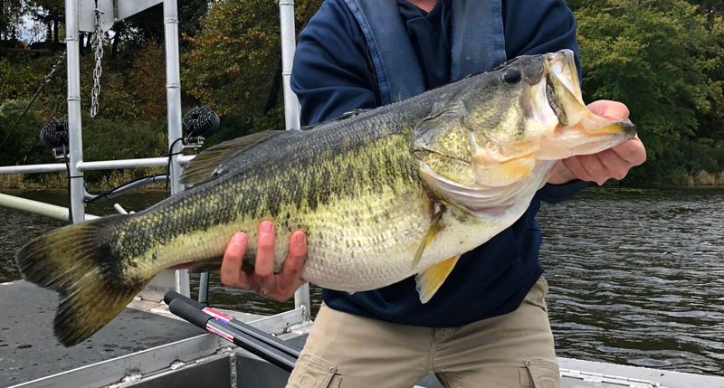 Largemouth Bass (Nationwide Lakes)