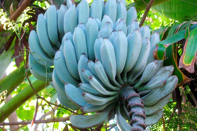 Blue Java Banana (a.k.a. Ice Cream Banana)