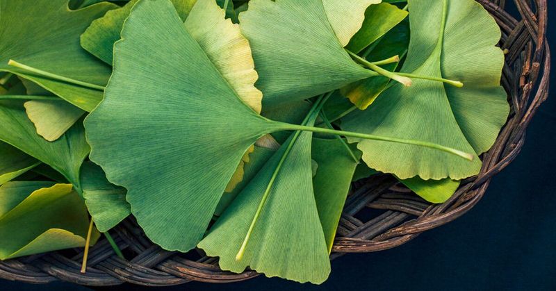 Ginkgo Biloba