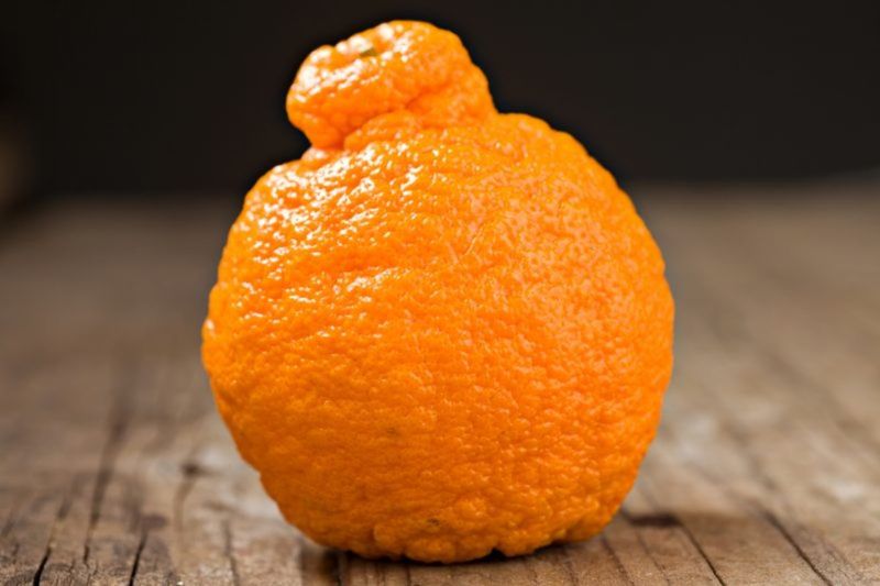 Sumo Citrus (Dekopon)