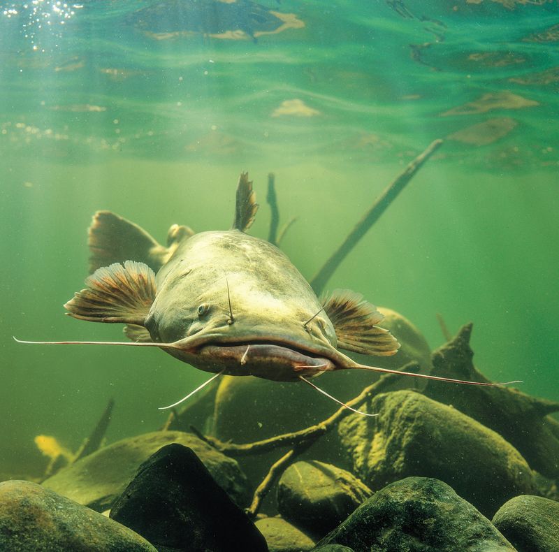 Flathead Catfish (Midwest & South)