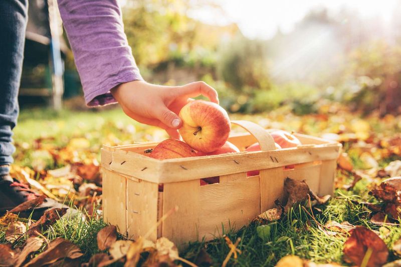 Apples (or similar fruits)
