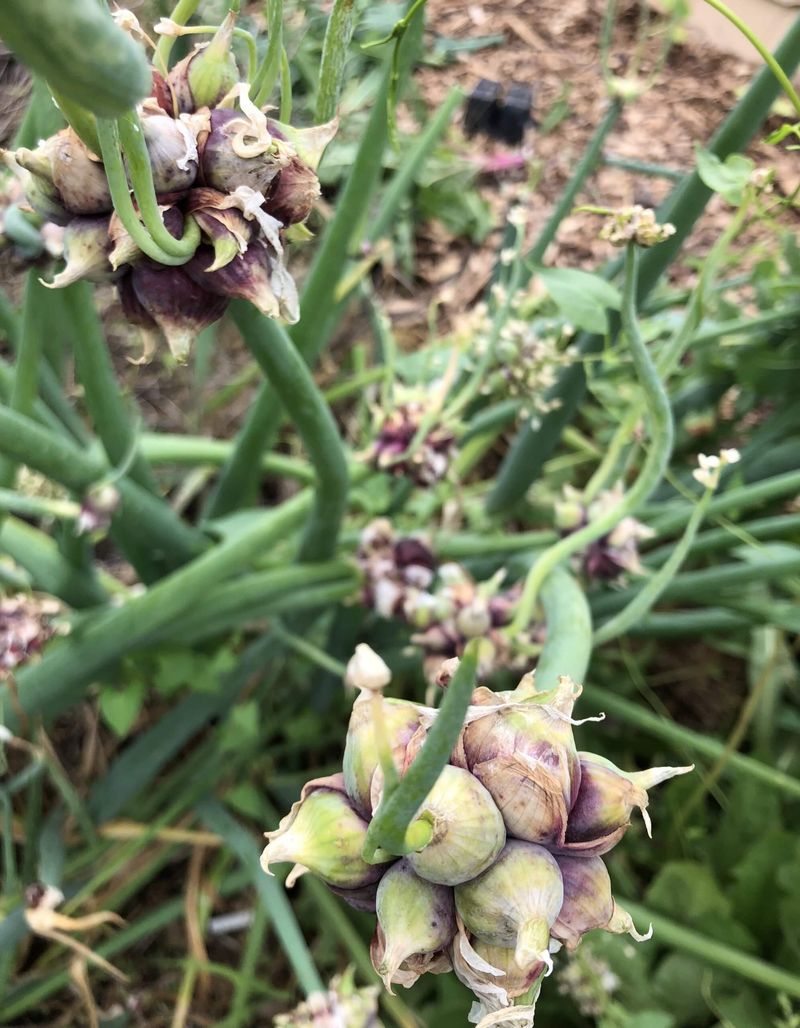 Egyptian Walking Onions