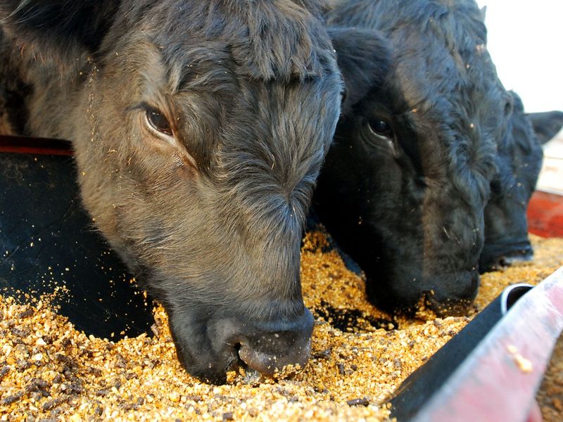 U.S. Beef (with Growth Hormones)