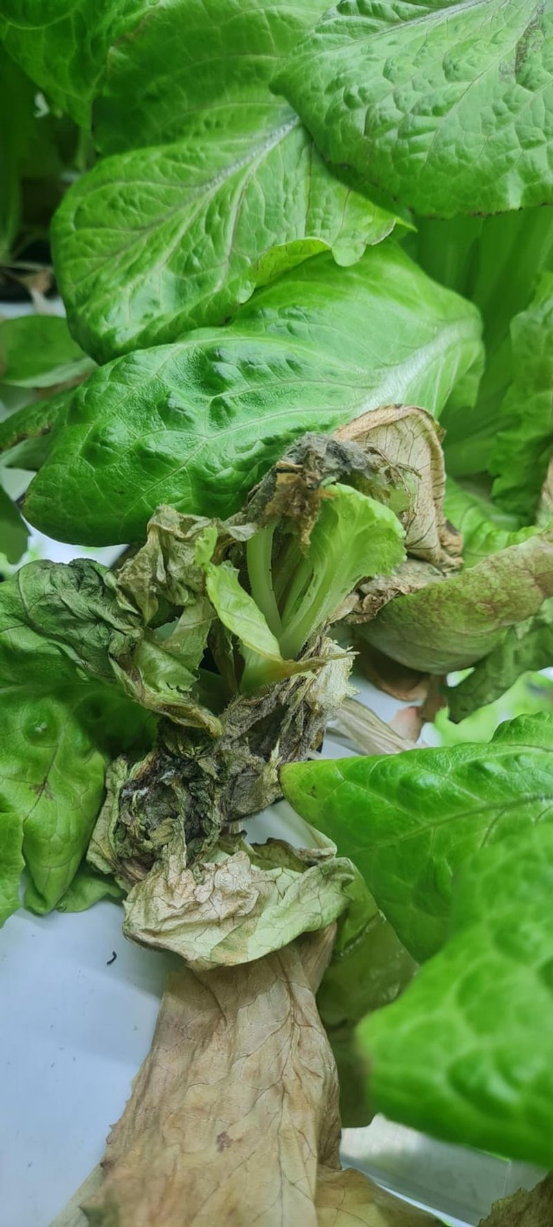 Avoid Moldy Ends on Celery or Lettuce