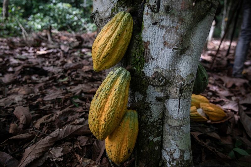 Chocolate (Cocoa Beans)