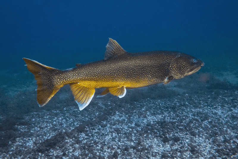 Lake Trout (Great Lakes, Northeast)