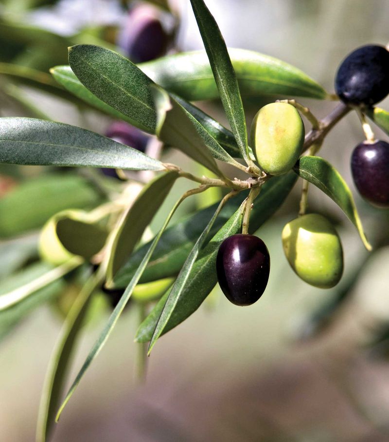 Olives